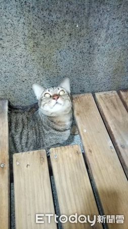 虎斑貓黑糖躲木板下。（圖／飼主提供）
