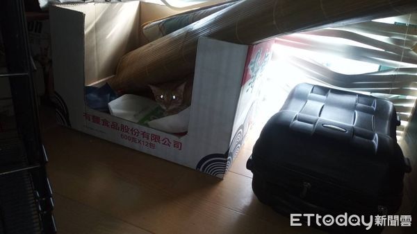 虎斑貓黑糖躲木板下。（圖／飼主提供）