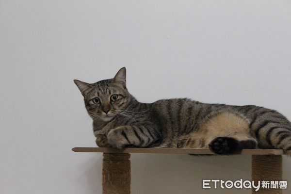 虎斑貓黑糖躲木板下。（圖／飼主提供）