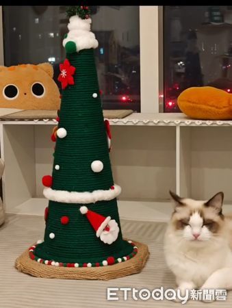 ▲▼提前過聖誕！貓奴巧手做「百元聖誕貓窩」　超強手工驚豔千人。（圖／吳美花是隻貓粉專授權提供）