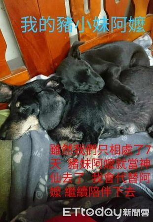 ▲家莫名出現黑狗！年紀輕「嘴長一圈白鬍」　爸笑噴：墨水品質不好（圖／網友阿桂提供，請勿隨意翻拍，以免侵權。）