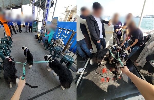 ▲▼帶三邊牧搭船怕牠們崩潰！　「全航程變別人家狗」到處找乘客討摸。（圖／有點毛毛的／三狗生活粉專提供）