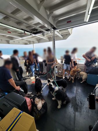 ▲▼帶三邊牧搭船怕牠們崩潰！　「全航程變別人家狗」到處找乘客討摸。（圖／有點毛毛的／三狗生活粉專提供）