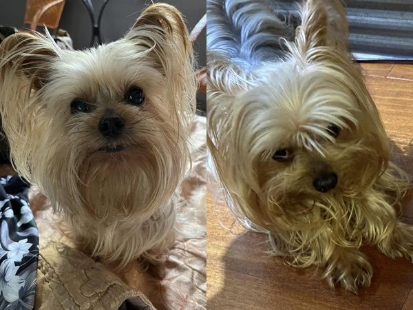 ▲▼13年愛犬走失！飼主祭出「50萬元」懸賞： 旺財爸爸來找你了。（圖／翻攝臉書社團「急尋貓狗走失協尋救援認養」）