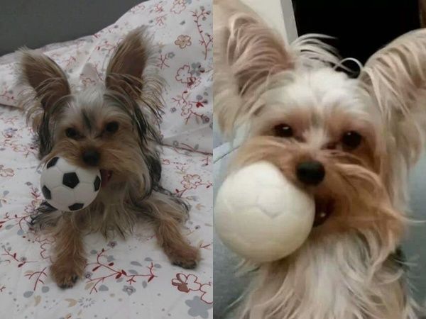 ▲▼13年愛犬走失！飼主祭出「50萬元」懸賞： 旺財爸爸來找你了。（圖／翻攝臉書社團「急尋貓狗走失協尋救援認養」）