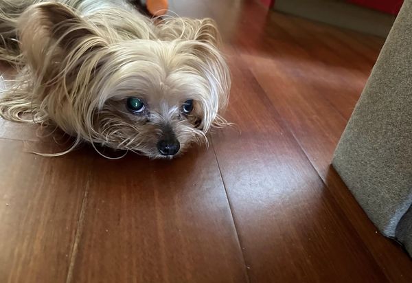 ▲▼13年愛犬走失！飼主祭出「50萬元」懸賞： 旺財爸爸來找你了。（圖／翻攝臉書社團「急尋貓狗走失協尋救援認養」）