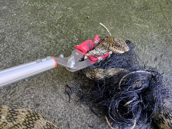 ▲▼母雞最近不生蛋！她疑惑整理雞舍　驚見「超壯臭青母」被細網纏繞。（圖／新北市動保處提供）