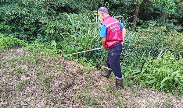 ▲▼母雞最近不生蛋！她疑惑整理雞舍　驚見「超壯臭青母」被細網纏繞。（圖／新北市動保處提供）
