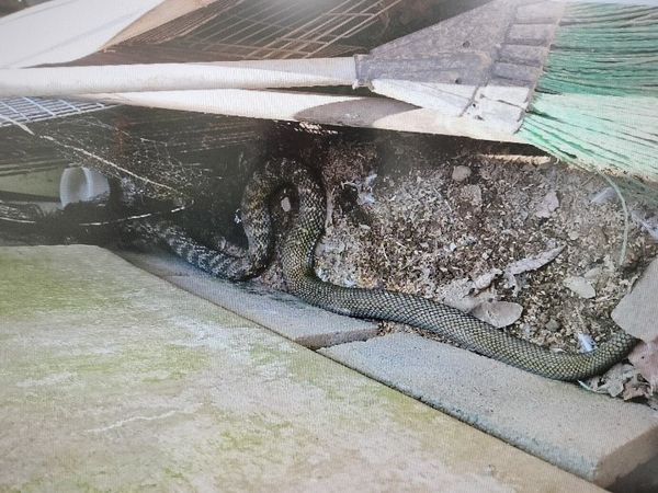 ▲▼母雞最近不生蛋！她疑惑整理雞舍　驚見「超壯臭青母」被細網纏繞。（圖／新北市動保處提供）