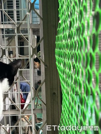 ▲▼貓隔窗認識新朋友！每日「癡情凝望」不理奴才　媽嘆：有夠沒良心。（圖／飼主滷蛋提供）