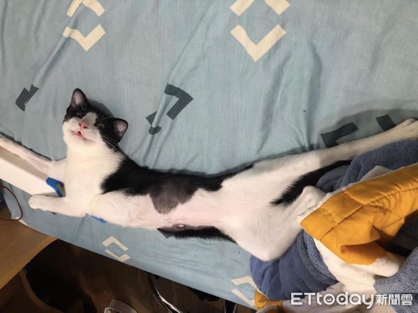▲▼貓隔窗認識新朋友！每日「癡情凝望」不理奴才　媽嘆：有夠沒良心。（圖／飼主滷蛋提供）