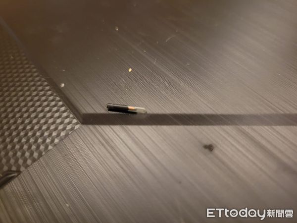 ▲昨天剛領養！小黑貓身上掉出一根「奇怪東西」　飼主上網查嚇壞了。（圖／飼主丹莫提供）