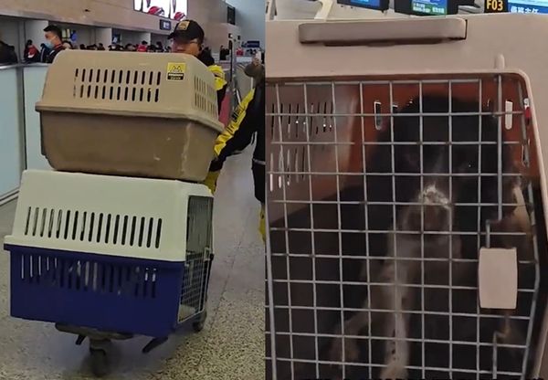 ▲曾在土耳其地震找到生還者　浙江搜救犬「幸運小狗」挺進甘肅救援。（圖／翻攝自微博）