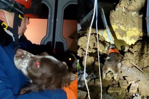 ▲▼搜救犬累得倒領犬員懷裡補眠　抵達震區「秒開啟工作狀態」惹鼻酸。（圖／翻攝自微博）