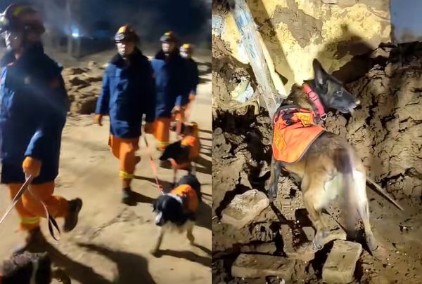 ▲▼搜救犬累得倒領犬員懷裡補眠　抵達震區「秒開啟工作狀態」惹鼻酸。（圖／翻攝自微博）