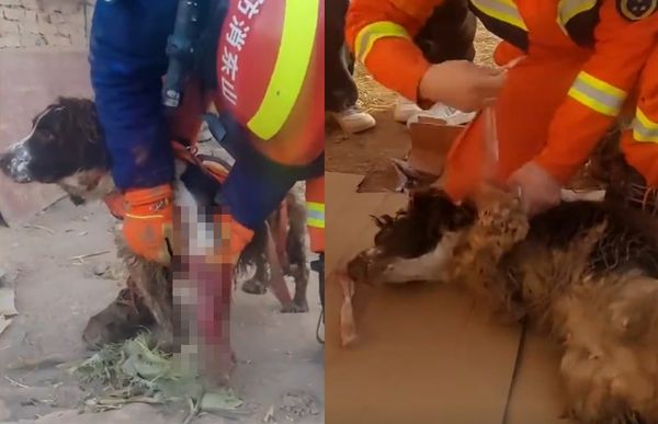 ▲▼搜救犬救援受傷了！「鮮血染紅整腿」痛得倒地掙扎　心疼畫面曝光。（圖／翻攝自微博）