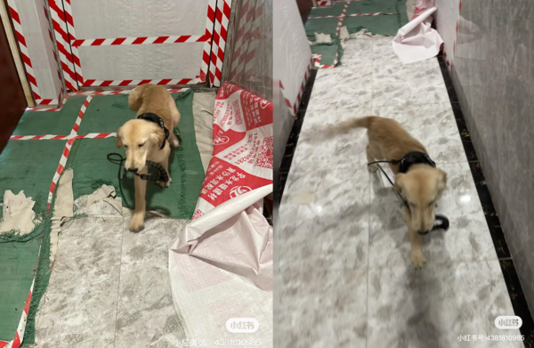 黃金獵犬被前男友帶走，自己跑回來。（圖／翻攝自小紅書@幹飯第一名）