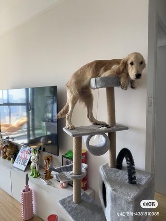 黃金獵犬被前男友帶走，自己跑回來。（圖／翻攝自小紅書@幹飯第一名）