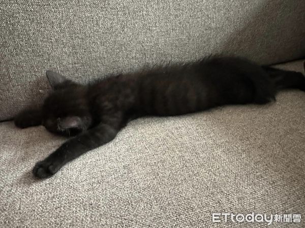▲以為撿到普通黑貓　飼主見超稀有「招財特徵」嗨翻：該去買樂透了。（圖／飼主提供）