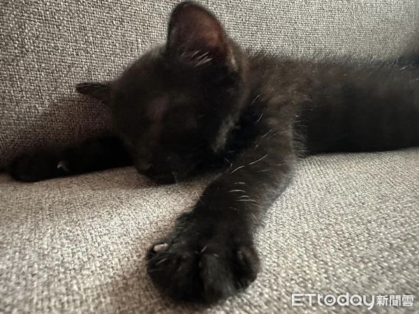 ▲以為撿到普通黑貓　飼主見超稀有「招財特徵」嗨翻：該去買樂透了。（圖／飼主提供）