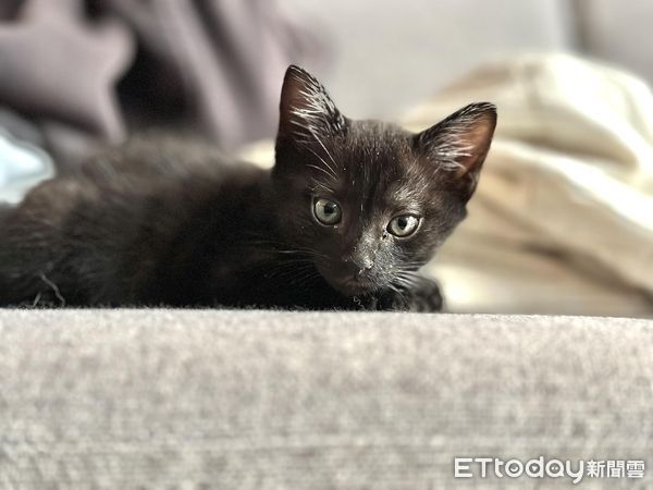 ▲以為撿到普通黑貓　飼主見超稀有「招財特徵」嗨翻：該去買樂透了。（圖／飼主提供）