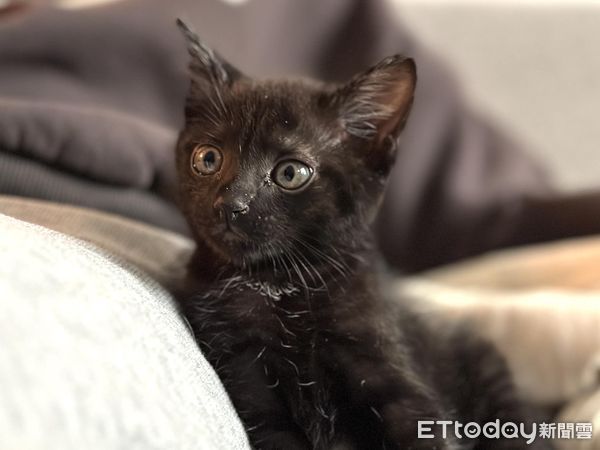 ▲以為撿到普通黑貓　飼主見超稀有「招財特徵」嗨翻：該去買樂透了。（圖／飼主提供）
