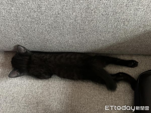 ▲以為撿到普通黑貓　飼主見超稀有「招財特徵」嗨翻：該去買樂透了。（圖／飼主提供）