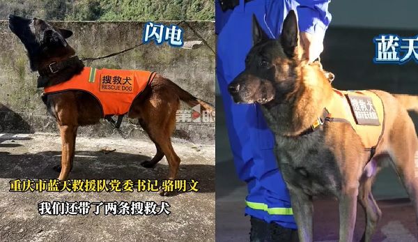 ▲▼重慶2搜救犬也挺進甘肅救災！　配合生命探測儀搜尋倖存者。（圖／翻攝自微博）