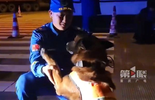 ▲▼重慶2搜救犬也挺進甘肅救災！　配合生命探測儀搜尋倖存者。（圖／翻攝自微博）