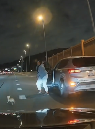 高速公路追吉娃娃。（圖／取自Tiktok@kat.vmarie）