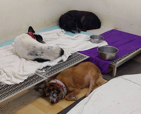 ▲寒流來襲！台北動物之家啟動「3招防寒機制」　毛小孩暖暖過冬天。（圖／台北市動保處提供）