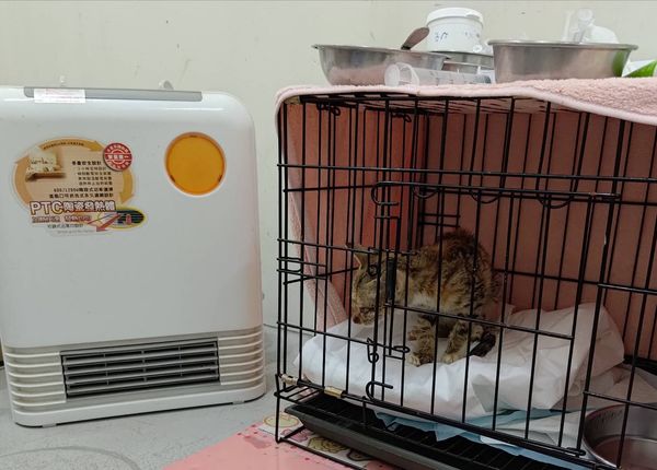 ▲寒流來襲！台北動物之家啟動「3招防寒機制」　毛小孩暖暖過冬天。（圖／台北市動保處提供）
