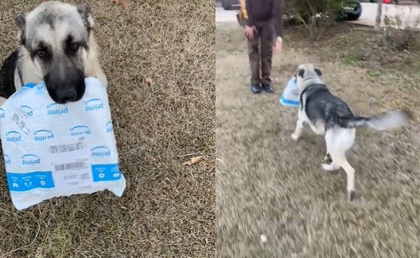 d7409552 ▲▼貪玩德牧犬「咬走包裹」跑給送貨員追 只願意還給另一位同事。(圖/翻攝自抖音@juicecupboxx)