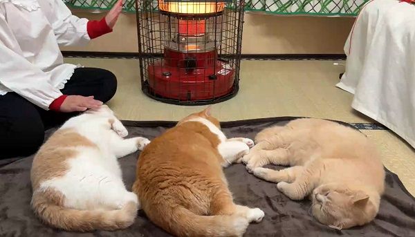 ▲▼暖爐前出現「3色烤麻糬」躺著上色　時間到會自動翻面笑翻飼主。（圖／翻攝自Twitter@jirosan77）