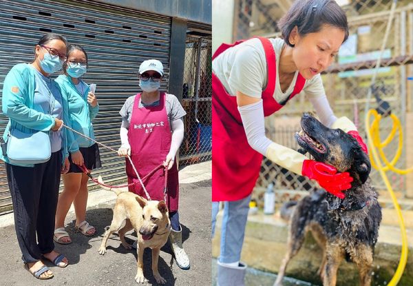 ▲▼淡水動物之家多了國際化志工團　帶犬隻出籠散步曬太陽幫親訓。（圖／新北市動保處提供）