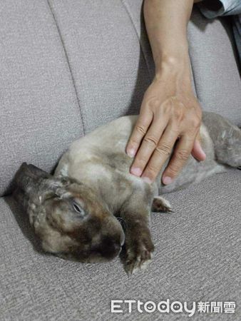 d7410700 ▲▼兔兔多多。(圖/網友Yuki Kao提供,請勿隨意翻拍,以免侵權。)