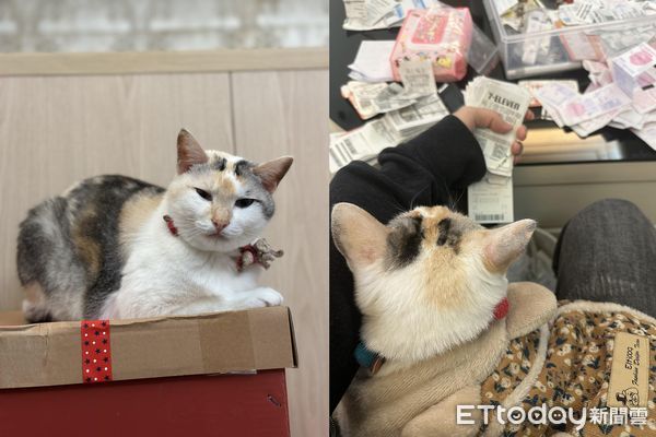 ▲▼天冷幫愛貓穿衣服　鈕扣緊繃「溢出粉色腰包」媽笑：是否太小件。（圖／網友徐晶晶授權提供）