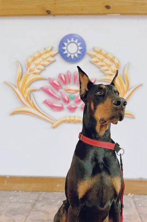 狗狗應徵軍犬。（圖／有點毛毛的／粉專「我是大狗狗」投稿）