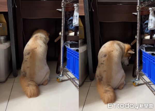 d7411059 ▲出門都沒揪!柴犬「生氣背對」斜眼看人 媽傻眼:才去5分鐘(圖/網友喬喬兒提供,請勿隨意翻拍,以免侵權。)