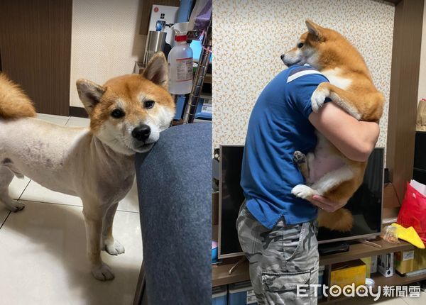 d7411061 ▲出門都沒揪!柴犬「生氣背對」斜眼看人 媽傻眼:才去5分鐘(圖/網友喬喬兒提供,請勿隨意翻拍,以免侵權。)