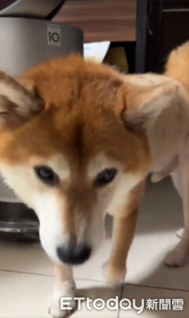 d7411063 ▲出門都沒揪!柴犬「生氣背對」斜眼看人 媽傻眼:才去5分鐘(圖/網友喬喬兒提供,請勿隨意翻拍,以免侵權。)