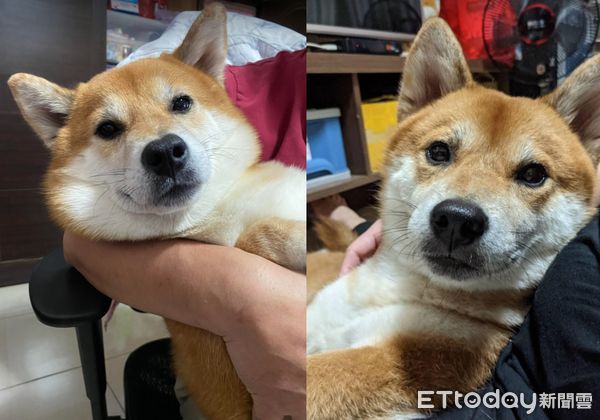 d7411064 ▲出門都沒揪!柴犬「生氣背對」斜眼看人 媽傻眼:才去5分鐘(圖/網友喬喬兒提供,請勿隨意翻拍,以免侵權。)