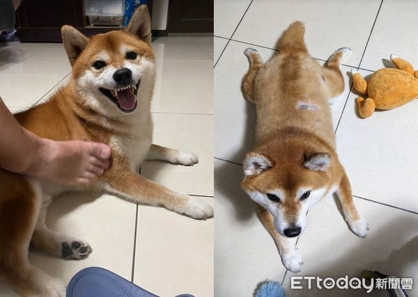 d7411065 ▲出門都沒揪!柴犬「生氣背對」斜眼看人 媽傻眼:才去5分鐘(圖/網友喬喬兒提供,請勿隨意翻拍,以免侵權。)
