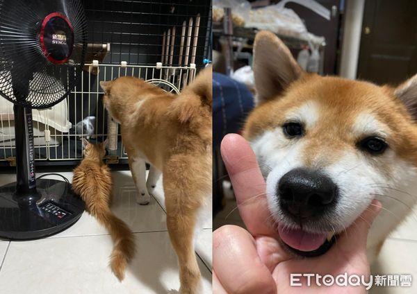 d7411066 ▲出門都沒揪!柴犬「生氣背對」斜眼看人 媽傻眼:才去5分鐘(圖/網友喬喬兒提供,請勿隨意翻拍,以免侵權。)