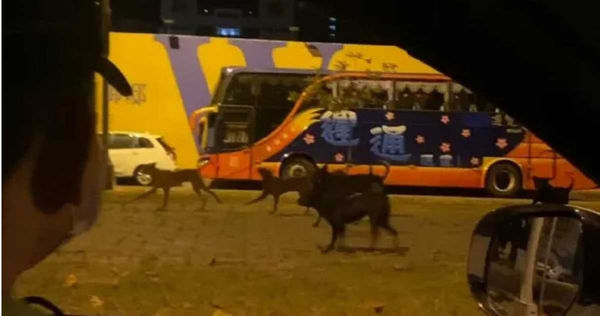 d7411118 浪浪聚眾攻擊麝香豬。(圖/翻攝畫面)