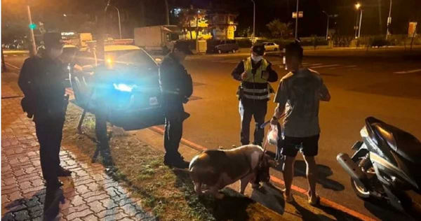 d7411119 主人見警圍豬也嚇了一跳。(圖/翻攝畫面)