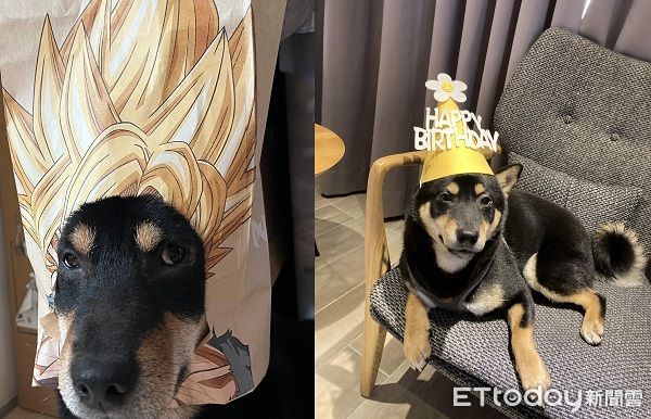 ▲▼寒流幫愛犬戴防風頭套　柴柴變「厭世麋鹿」斜眼哀怨：這樣不帥了。（圖／網友潘譽錦授權提供）