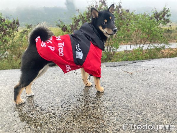 ▲▼寒流幫愛犬戴防風頭套　柴柴變「厭世麋鹿」斜眼哀怨：這樣不帥了。（圖／網友潘譽錦授權提供）