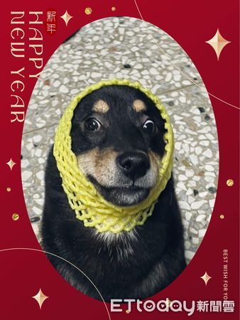 ▲▼寒流幫愛犬戴防風頭套　柴柴變「厭世麋鹿」斜眼哀怨：這樣不帥了。（圖／網友潘譽錦授權提供）