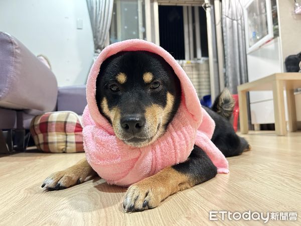 ▲▼寒流幫愛犬戴防風頭套　柴柴變「厭世麋鹿」斜眼哀怨：這樣不帥了。（圖／網友潘譽錦授權提供）